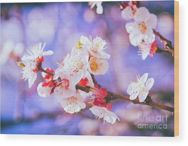 Cherry Blossom Wood Print featuring the photograph Spring Arrives by Becqi Sherman