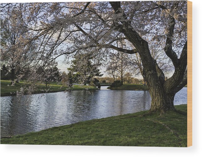 Landscape Wood Print featuring the photograph Spring at Dawes Arboretum by Roberta Kayne