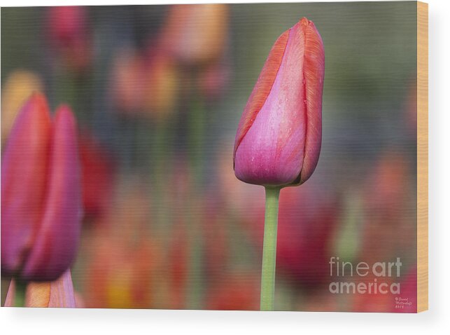 Tulips Wood Print featuring the photograph Spring Beauty 5 by David Millenheft