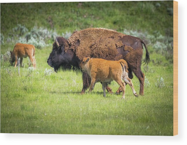 Yellowstone National Park Wood Print featuring the photograph Spring Bison Calves by Dana Foreman