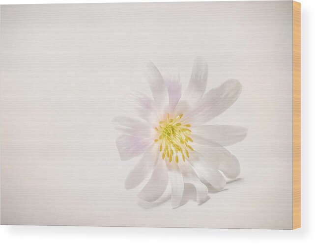 Blossom Wood Print featuring the photograph Spring Blossom by Scott Norris