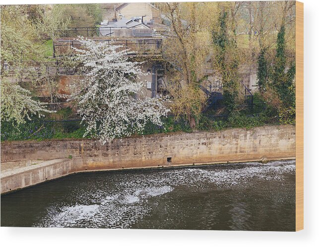 Bath Wood Print featuring the photograph Spring Blossoms at Bath Spillway by Laura Tucker