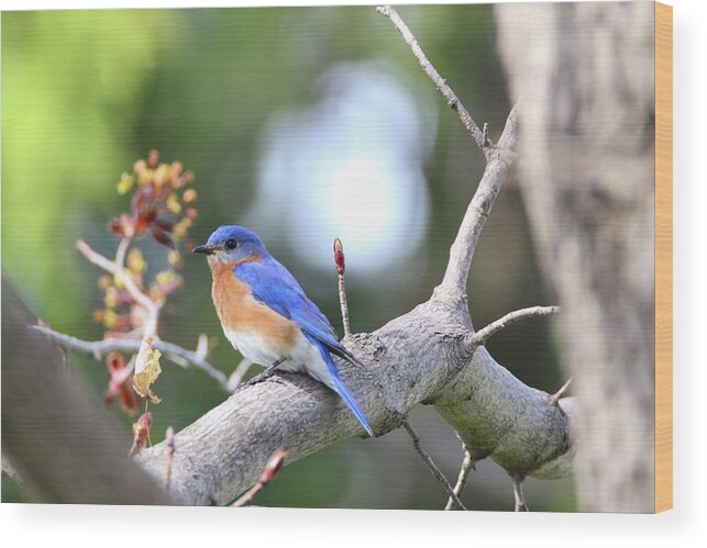 Bluebird Wood Print featuring the photograph Spring Bluebird by Brook Burling