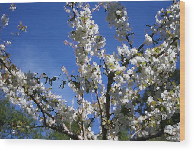 White Flowers Wood Print featuring the photograph Spring Cherry Blossoms by Mary Gaines