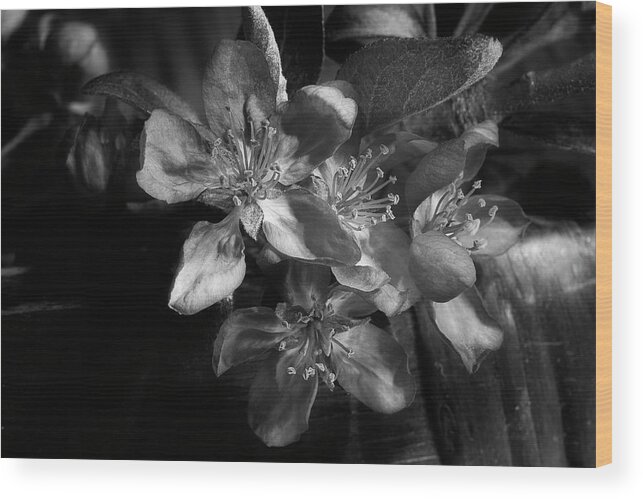 Flower Wood Print featuring the photograph Spring Crabapple 2 by Mike Eingle