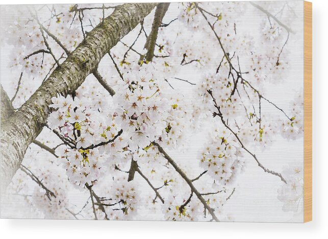 Dogwood Wood Print featuring the photograph Spring Dogwood Blossoms by Mary Jane Armstrong