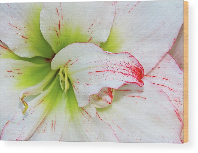White Wood Print featuring the photograph Spring Flower Macro by Bob Slitzan