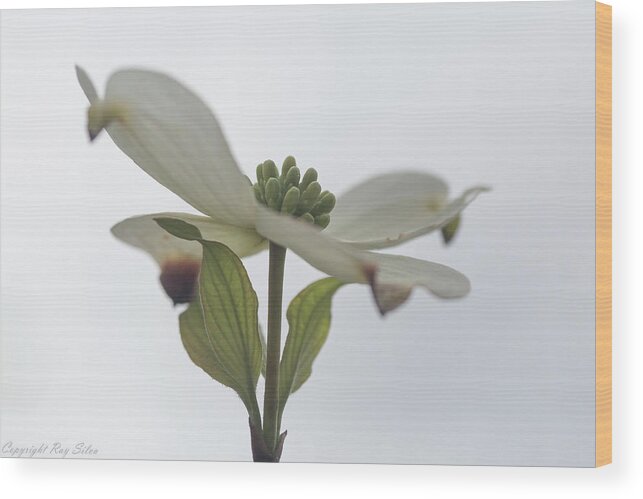 Blossoms Wood Print featuring the photograph Spring Forward by Ray Silva