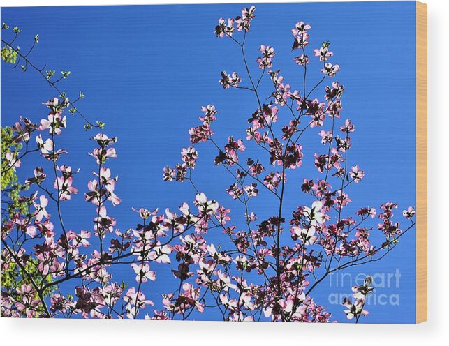 Springtime Wood Print featuring the photograph Spring in Louisville by Merle Grenz