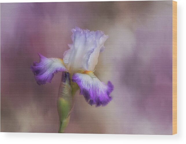 Purple Flower Wood Print featuring the photograph Spring Iris by Kim Hojnacki