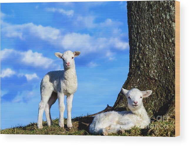 Lamb Wood Print featuring the photograph Spring Lambs Evening Light by Thomas R Fletcher