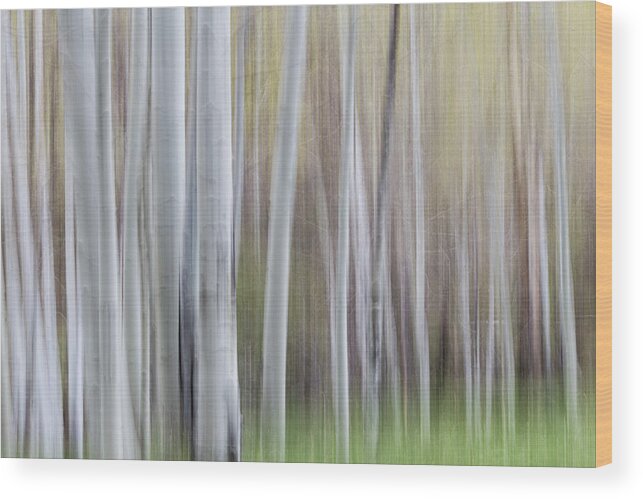 Intentional Camera Movement Wood Print featuring the photograph Spring Light With Aspens by Deborah Hughes