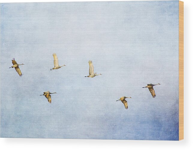 Sandhill Crane Wood Print featuring the photograph Spring Migration 3 - Textured by Kathy Adams Clark