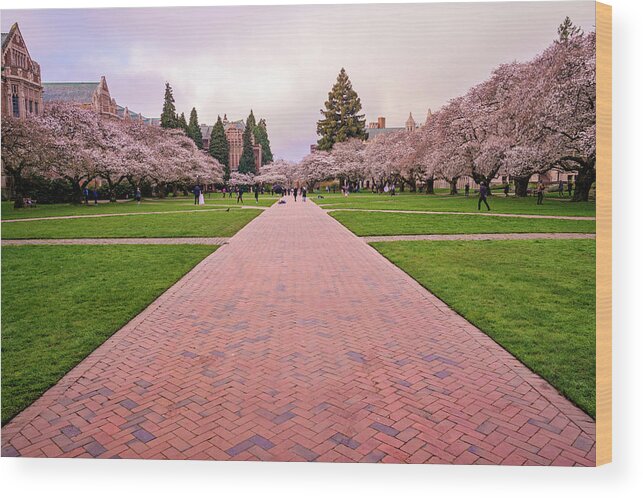Seattle Wood Print featuring the photograph Spring Morning At The Quad by Matt McDonald