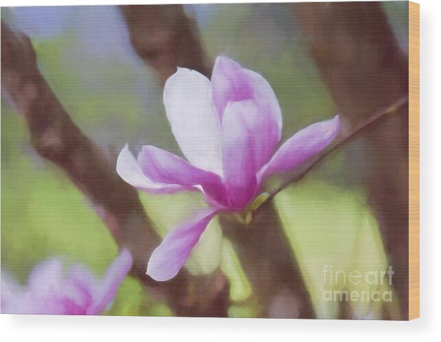 Saucer Magnolia Wood Print featuring the photograph Spring Pink Saucer Magnolia by Patricia Montgomery