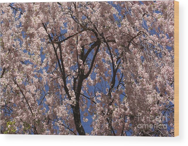 Flower Wood Print featuring the photograph Spring Splendor by Smilin Eyes Treasures