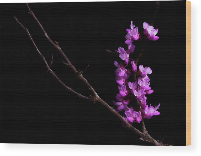 Redbud Wood Print featuring the photograph Spring Time 4 by Mike Eingle