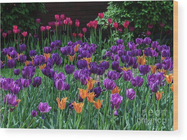 Tulips Wood Print featuring the photograph Spring Tulip Bed by Tamara Becker