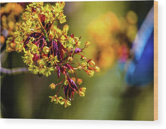  Blooming Tree Branch Wood Print featuring the photograph Spring Wonder by Judith Barath