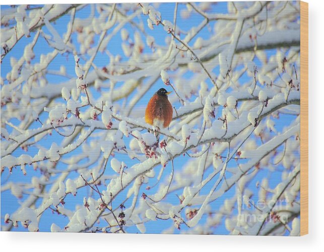Winter Wood Print featuring the photograph Spring's on the Way by Merle Grenz