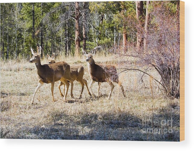 Deer Wood Print featuring the photograph Springtime Mule Deer in the Pike National Forest by Steven Krull