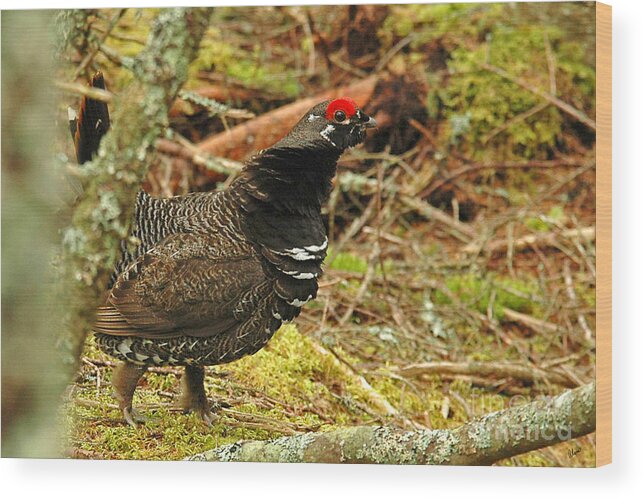 Spruce Grouse Wood Print featuring the photograph Spruce Grouse by Alana Ranney