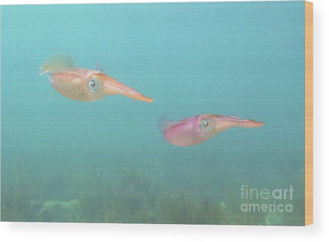 Underwater Wood Print featuring the photograph Squid by Daryl Duda