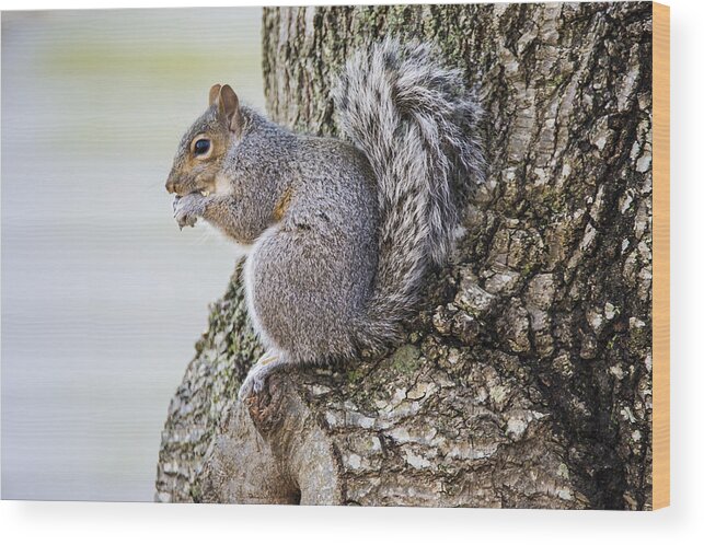 Rodent Wood Print featuring the photograph Squirrel 0810 by Cathy Kovarik
