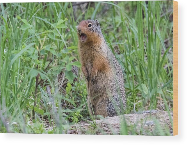 Squirrel Wood Print featuring the photograph Squirrel Makes Some Noise by Tony Hake