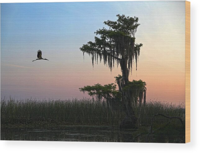 Tree Wood Print featuring the photograph St Augustine Morning by Robert Och