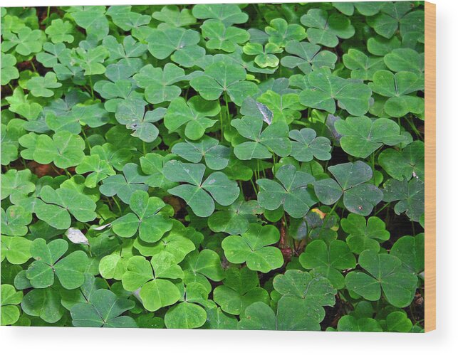 Green Clover Wood Print featuring the photograph St Patricks Day Shamrocks - First green of spring by Alexandra Till