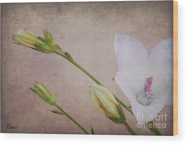 Flowers Wood Print featuring the photograph Stages of Life by Rebecca Langen