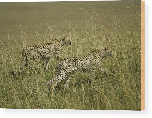 Africa Wood Print featuring the photograph Stalking Cheetahs by Michele Burgess