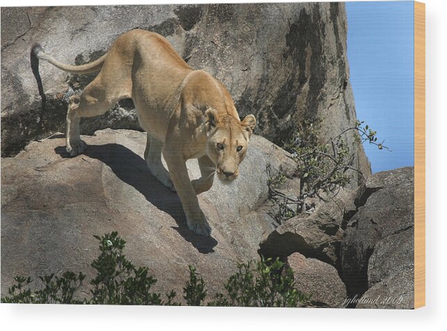 Lioness Wood Print featuring the photograph Stalking Humans by Joseph G Holland