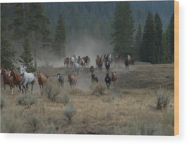 Horses Wood Print featuring the photograph Stampede by Jody Lovejoy