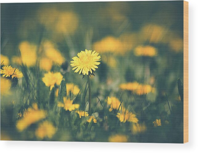 Dandelion Wood Print featuring the photograph Stand Out by Viviana Nadowski