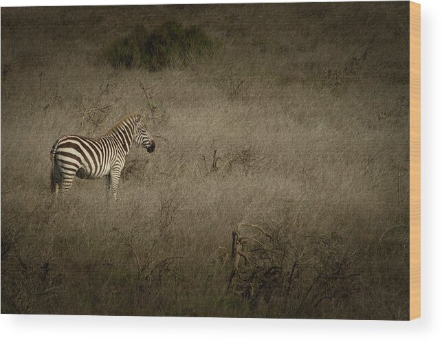 Zebra Wood Print featuring the photograph Standing in The Light by Roger Mullenhour
