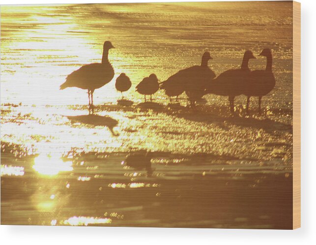 Geese Wood Print featuring the photograph Standing on Ice by Scott Cordell