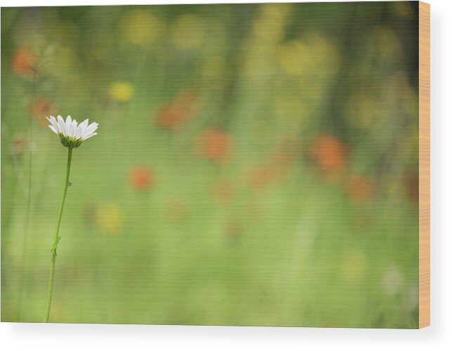 Daisy Wood Print featuring the photograph Stands Out by Himself by Kathy Paynter