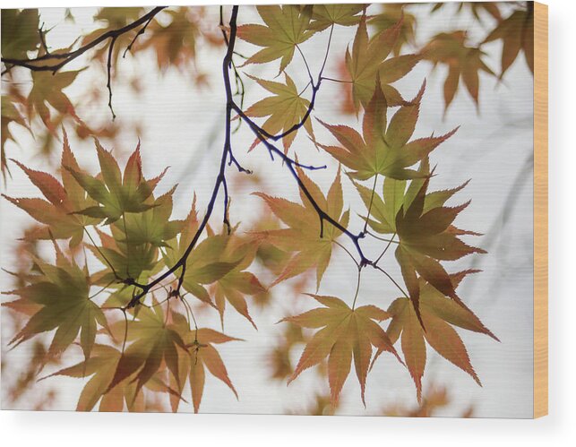 Leaf Wood Print featuring the photograph Star Of Tree by Hyuntae Kim