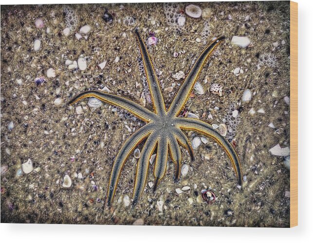 Nature Wood Print featuring the photograph Starfish on the Beach by Robert FERD Frank