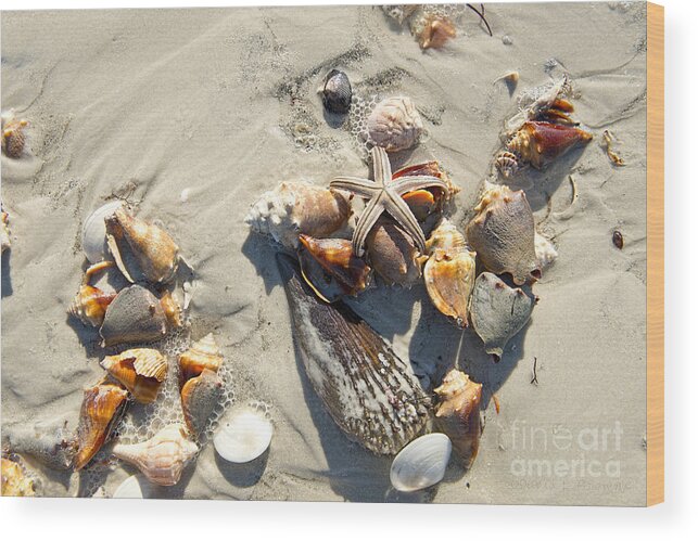 Starfish Wood Print featuring the photograph Starfish with five points on Sea Shells by David Arment