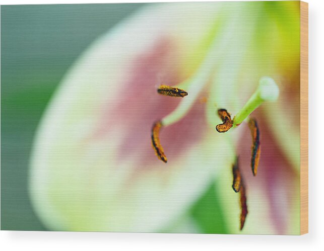 Wall Art Wood Print featuring the photograph Stargazer Lily by Marlo Horne