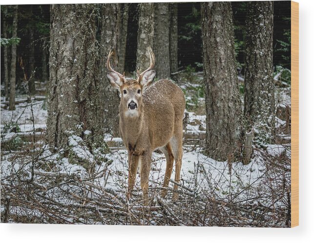 Wildlife Wood Print featuring the photograph Staring Buck by Lester Plank