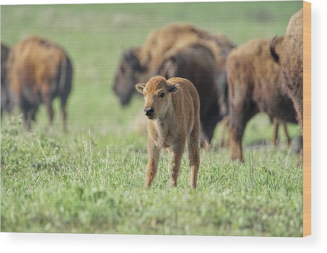 Bison Wood Print featuring the photograph Staring Contest by Alan Hutchins