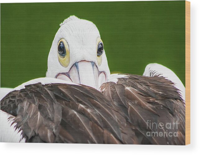 Beak Wood Print featuring the digital art Staring Pelican by Ray Shiu