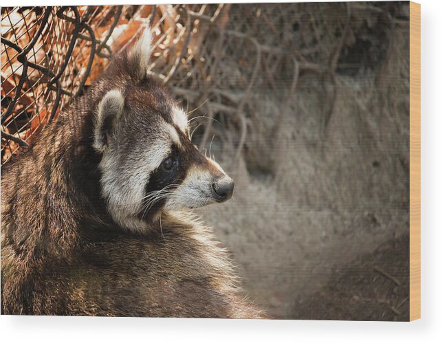 Raccoon Wood Print featuring the photograph Staring Raccooon by Travis Rogers