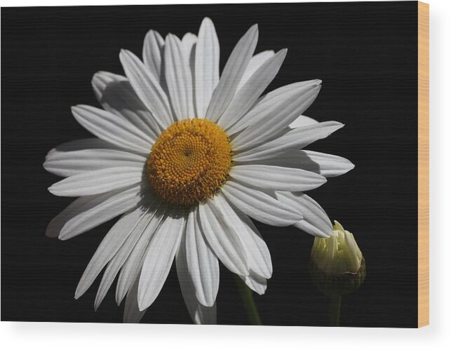 Daisy Wood Print featuring the photograph Stark White Daisy by Tammy Pool