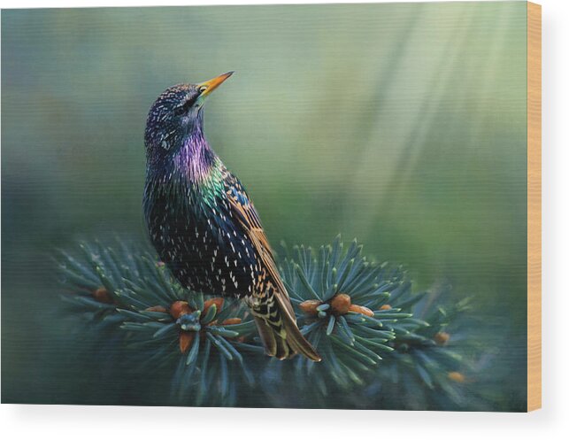 Bird Wood Print featuring the photograph Starling by Cathy Kovarik