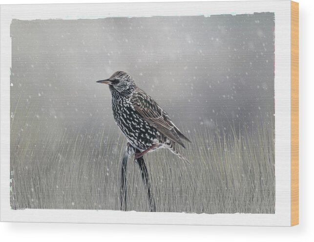 Avian Wood Print featuring the photograph Starling In Winter by Cathy Kovarik